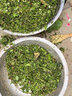沃农赛德 碎菜机碎草机喂鸡鸭鹅猪养殖家用多功能电动瓜草蔬菜切菜打菜机 不锈钢桶+1800W纯铜电机+4刀片 实拍图