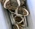 【活蟹】乾澄大闸蟹现货 3.1-3.3两 8只 鲜活六月黄螃蟹生鲜海鲜礼盒装源头直发 实拍图