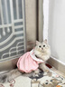 阿莫尔猫咪裙子夏季薄款猫咪衣服可爱粉色南瓜裙布偶蓝猫宠物狗狗公主裙 黄色 L 建议8-10斤  背长30cm 实拍图