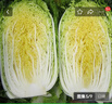 【顺丰】山东有机胶州大白菜 青岛三里河原产炖菜 新鲜当季蔬菜 【特价款】1颗 3-4斤 实拍图