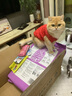 优基成猫猫粮益生菌全价猫主粮英短美短营养UG 成猫粮10kg 实拍图