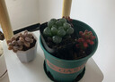 德沃多肥料通用植物营养土3L*2袋花土盆栽多肉种植土壤绿植花卉有机泥炭土 实拍图