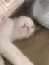 华派 生物集团 HPBG HUAPAI BIOLOGICAL GROUP【冰邮】猫康宁猫三联猫疫苗宠物猫咪疫苗套餐一套自打狂犬疫苗 猫康宁猫三联1针 实拍图