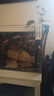 sobo松宝过滤桶鱼缸过滤器外置滤桶缸外过滤系统水族箱吸鱼屎净水器 SF-850F +【豪华滤材套餐】60%鱼友优选 过滤桶无杀菌灯 实拍图