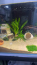 疯狂水草（FKSC）真水草鱼缸造景套餐净化水质懒人鱼缸水草植物直接入缸蜈蚣草 【火山石】绿菊+蜈蚣草 实拍图
