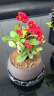 开时果 铁海棠盆栽带花发货 虎刺梅四季开花卉植物盆景绿植源头直发包邮 【推荐款】舍得紫砂盆+圆底托 实拍图