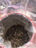 福东顺 茶叶 金骏眉红茶2025新茶正宗福建武夷红茶蜜香型红茶礼盒装500g 实拍图