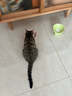 柒哦猫碗陶瓷猫粮碗狗碗食盆猫咪护颈斜口饮水碗大号防打翻宠物用品 奶油黄陶瓷碗 实拍图