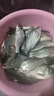 新款软尾小矶竿矶钓竿伐钓鱼杆筏竿全套海杆抛竿岸抛筏竿装阀杆竿 1.5m 矶竿 裸竿(快要抢完) 实拍图