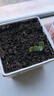 IAM City Farmer矮向日葵DIY儿童种植小盆栽种子植物盆栽幼儿园绿植趣味观察10095 实拍图