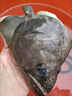 尚致鲽鱼身碟鱼格陵兰比目鱼深海鱼中段鸦片鱼整条鲽鱼头海鲜礼盒 【2个】特大鲽鱼头 750g /个 实拍图