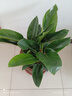 大叶金钻绿叶子大型绿植室内外栽种四季好养四季常绿礼客厅绿植 大叶金钻大盆50-60厘米高度 5颗 不含盆 实拍图
