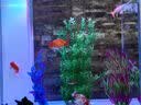 异景园鱼缸水族箱装饰仿真水草水族造景套餐假水草装饰塑料高款大水草绿 CL14新-大海带【酒红】 实拍图