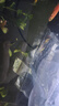 卡奇鱼 观赏虾 活体观赏鱼 米虾 工具清洁虾宠物虾黑壳虾除丝藻褐藻青苔 观赏虾全家福-02 实拍图