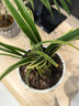 玫绚金边兰花苗 名贵精品 浓香型 建兰矮种室内 花卉 好养 瑞雪丰年 一颗6苗连体 带简易黑色软袋盆土 实拍图
