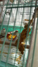 闪兔 鹦鹉保健砂断奶学吃营养鸟粮谷穗玄凤虎皮鸟食牡丹磨牙逗宠饲料 高端优质黄谷穗20串（更划算） 鹦鹉专用粮 实拍图