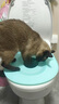 第二代(V2.0)猫训练厕所拉粑粑猫咪重复使用训练器厕所猫猫 新版V2.0蓝色（损坏包赔） pp环保材料 实拍图