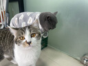 弗列加特猫主粮烘焙猫粮鲜肉粮Fregate 85%高鲜肉烘焙粮 全价鲜肉烘焙猫粮 【磷虾油美毛】乳鸽配方1.8kg 实拍图