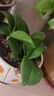 御春阁蝴蝶兰花苗盆栽室内观花植物桌面阳台年宵花卉四季开花绿植花卉 紫蝶蝴蝶兰+透明原盆+原土 实拍图