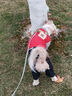 喵先生 宠物狗狗衣服小型犬泰迪衣服冬季狗衣服小狗幼犬衣服四脚棉 红色格子四脚裤L码 建议8-11斤内 实拍图