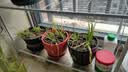 蜗家（WOJIA）花架子客厅阳台置物架户外落地多层铁艺花盆架壁挂式多肉架层架 Z6304白色 实拍图