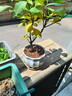 香水柠檬树苗水果盆栽可食用驱蚊浓香好养阳台四季花卉室内绿植物 香水柠檬树+莲花瓷盆（全国可种） 实拍图