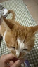 领先主食猫条14g*5条(5种口味)成幼猫罐头全价猫粮湿粮零食营养补水 实拍图
