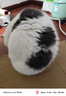 陪伴岁月猫罐头375g猫罐头猫咪湿粮营养宠物零食大容量 牛肉375g*6罐 实拍图