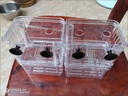 小鱼缸隔离盒孔雀鱼繁殖饲养盒小鱼孵化盒观赏鱼孵化器产卵房 单房特大号 + 丰年虾卵(幼鱼吃)15g 实拍图