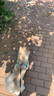京东京造 鲜肉狗粮无谷全价狗粮小型犬粮7kg泰迪比熊博成犬 实拍图
