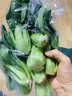 上海青（油菜）约500g 实拍图