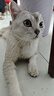 亿迪 猫粮幼猫成猫冻干大袋20斤全价英短布偶蓝猫全阶段 实拍图