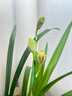 劉閣蘭花兰花建兰四季兰夏皇梅好养浓香花卉盆栽 2苗带花苞裸根源头直发 晒单实拍图