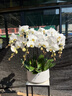绿韵花田【两小时达】蝴蝶兰盆栽带花苞花剑花盆真花兰花开业乔迁生日礼物 8株紫色（瓷盆随机） 实拍图