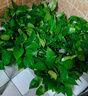 双盟绿萝盆栽除甲醛花卉绿植办公室180款加仑自吸水盆8盆装源头直发 实拍图