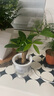 绿有意绿植盆栽多肉花卉盆栽植物室内桌面水培绿植办公室客厅植物懒人 聚财3盆】文竹+富贵竹+发财树 实拍图