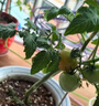寿禾 蔬菜苗活苗带土发货大全菜苗种苗春夏各种秧苗山东寿光苗子阳台 甜心8号番茄苗 6棵 实拍图