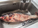 查干湖冬捕有机查干湖胖头鱼 8.5-9斤 1条 海产礼盒 年货礼包 实拍图