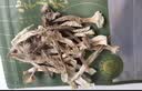 半山农羊肚菌菇干货汤包40g竹荪火锅食材炖汤煲汤云南蘑菇材料菌汤包 实拍图