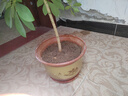 陶土花盆陶瓷花盆特大号特价批发紫砂盆红陶花盆送托盘兰花盆 口径28（1个盆）送托盘 实拍图