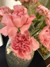 花点时间（Reflower）玫瑰花康乃馨百合鲜花云南昆明基源头直发睡莲剑兰向日葵鲜切花 【单头康乃馨】粉色20枝 实拍图
