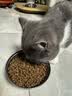 网易严选【小王子联名】全价猫粮 主粮宠物幼猫成猫主粮 均衡营养优选食材 【美毛亮肤】深海鱼虾 1.8kg*1袋 实拍图