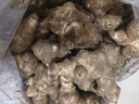 辰实【现挖现发】洋姜新鲜 大号现挖野鬼子姜菊芋腌菜 生姜不辣蔬菜 5斤 大号【白洋姜】 推荐 实拍图
