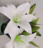 爱已装糖多头百合假花花束保湿手感仿真花塑料花室内摆件花瓶插花 3支白色 实拍图