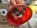 乐优派猫隧道猫玩具自嗨解闷神器钻洞猫通道迷宫可折叠逗猫 舞龙款 实拍图