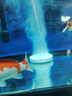 森森（SUNSUN）鱼缸增氧泵水族箱氧气泵家用小型充氧泵 5W双孔+100mm单细化套餐【气泡更细腻】 实拍图