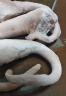 金锣 国产猪肉肋排块猪腿肉梅花肉五花肉猪棒骨猪蹄块不带蹄筋 1kg猪尾巴 实拍图