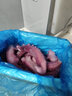 新鲜大章鱼足鱿鱼须脆口大章鱼足新鲜速冻海鲜章鱼须海鲜海货 精品鱿鱼须5斤(超市品质) 实拍图