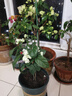 龙吐珠盆栽耐寒耐热好养活带花室内庭院四季开花观赏可爬藤花卉 龙吐珠20-30cm高带花发货+加仑盆 实拍图