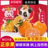 蜜语桃缘正宗赣南早脐橙 江西橙子 手剥纽荷尔甜橙 时令新鲜水果年货礼盒 10斤礼盒装优选果160-180g净重9-10斤 实拍图